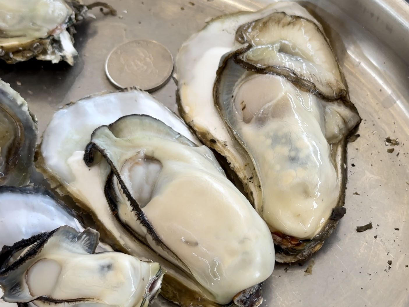 東石超夯烤蚵　200元吃到飽