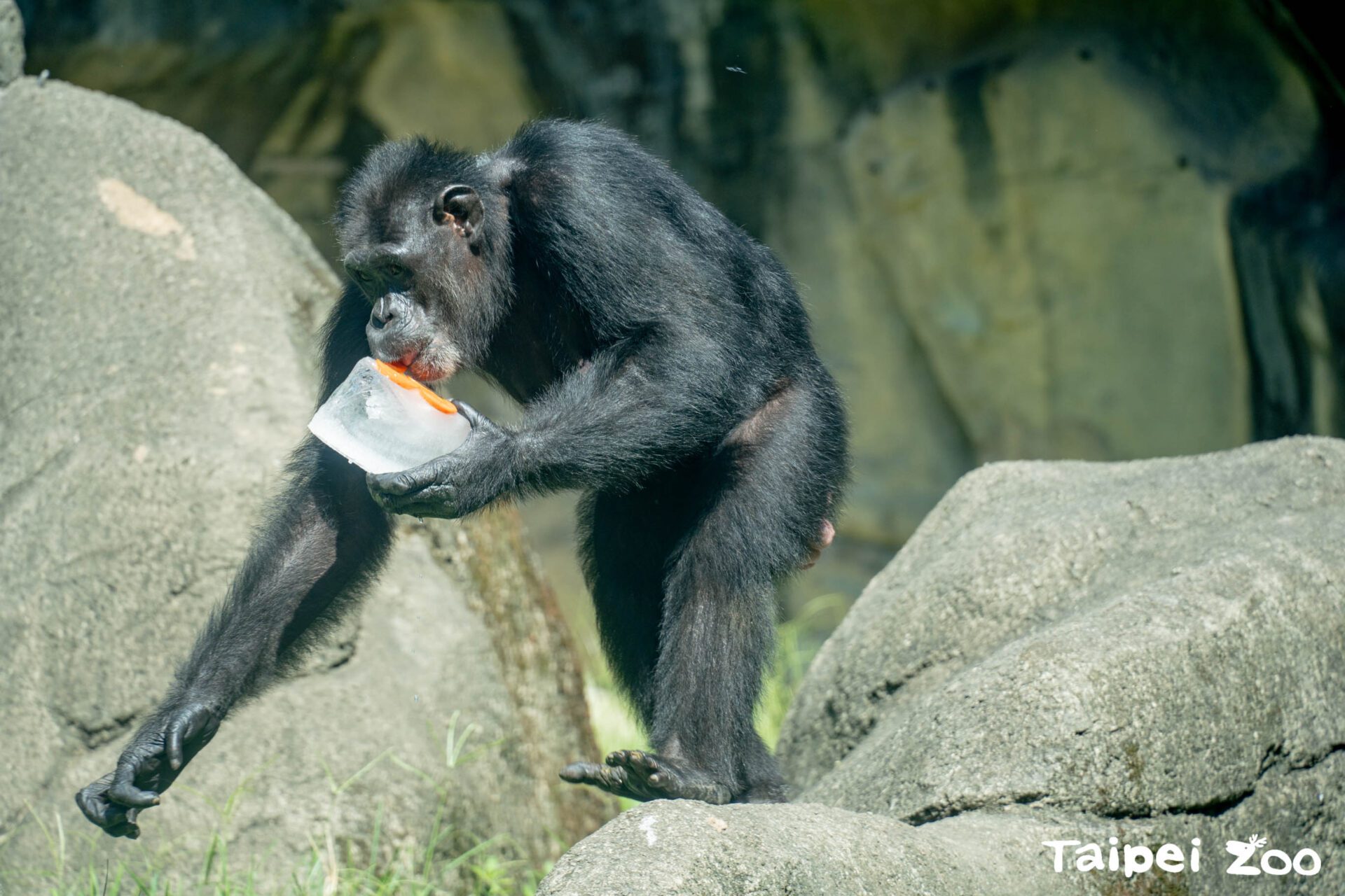 北市立動物園推出夏季限定冰品系列 為動物消暑增樂 北市立動物園推出夏季限定冰品系列 為動物消暑增樂