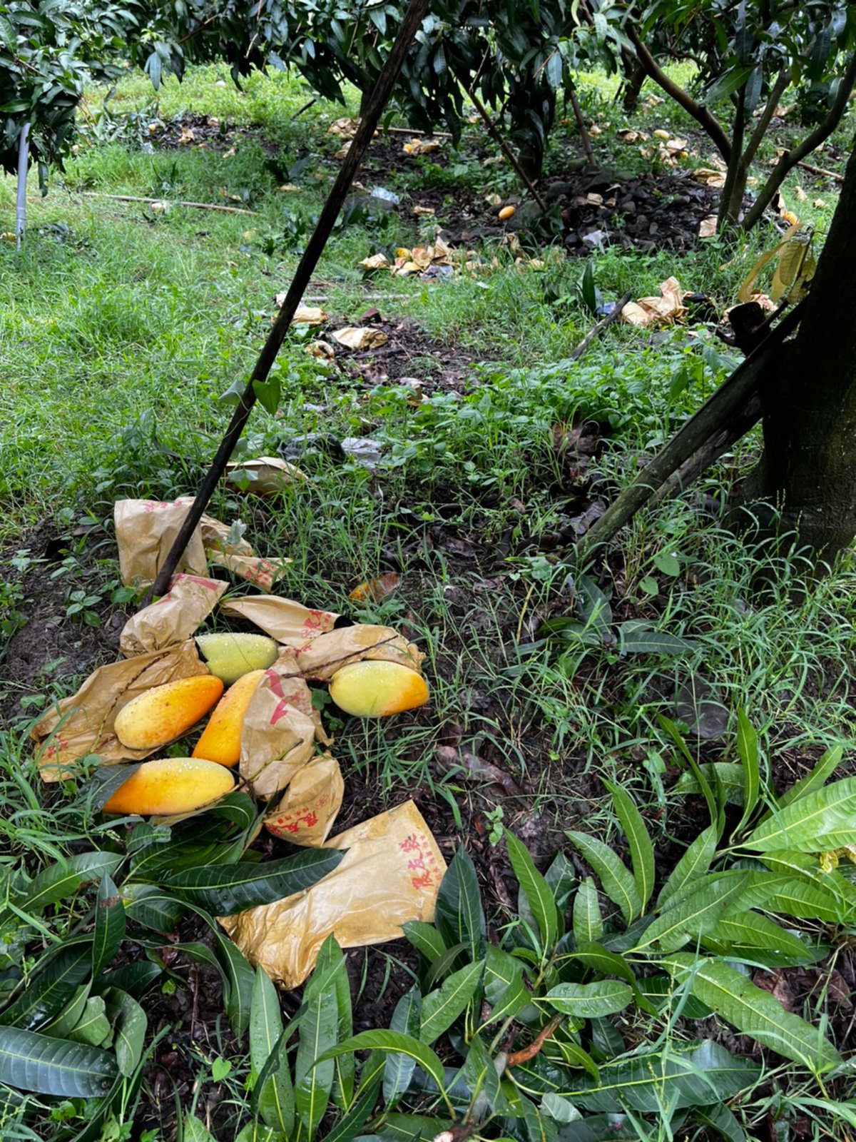 卡努颱風農損 高雄市農業局改良種芒果即日起受理