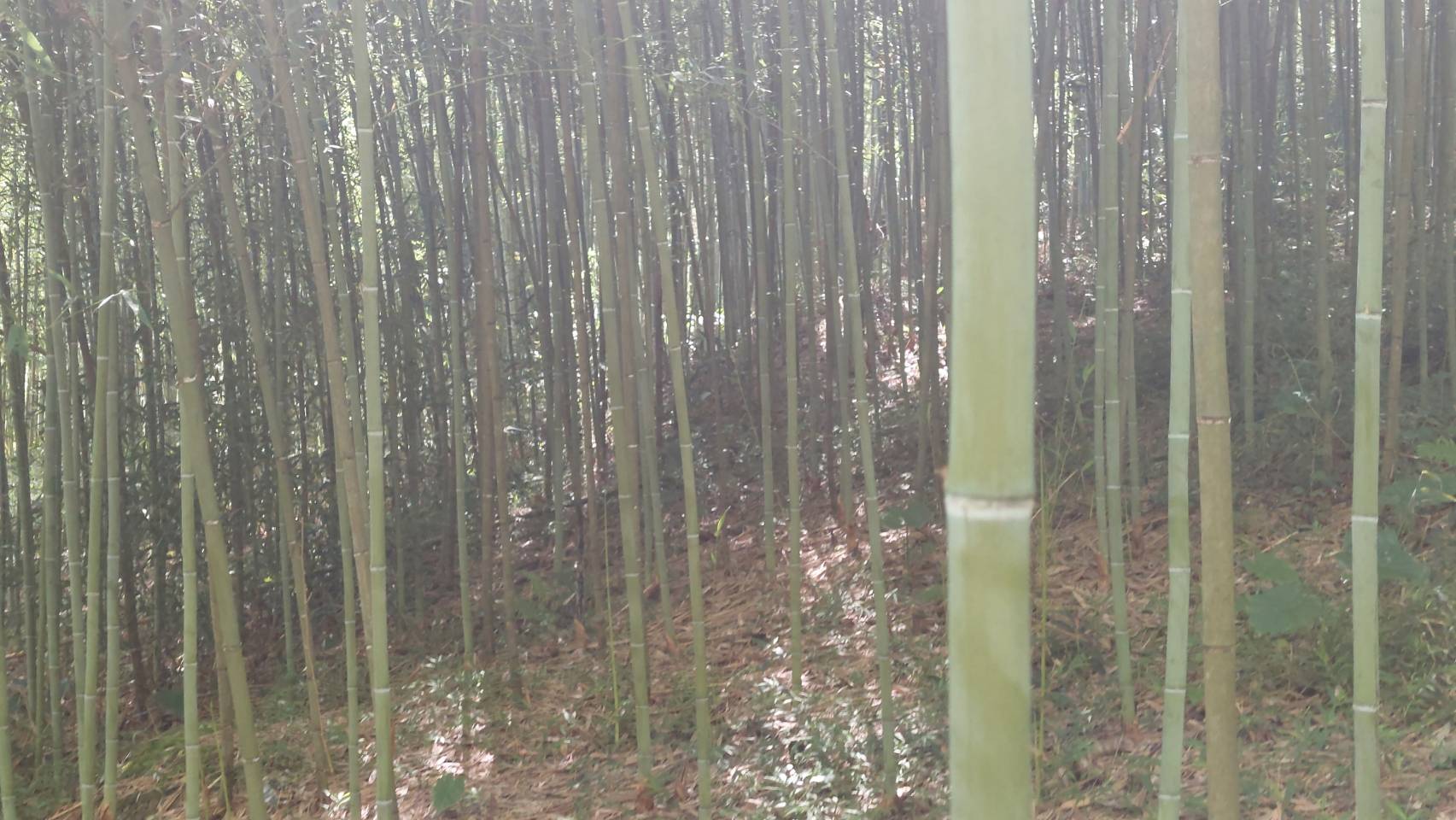 進入羅山村竹林步道，感覺像是身臨臥虎藏龍的電影情境。(圖/張欽攝)