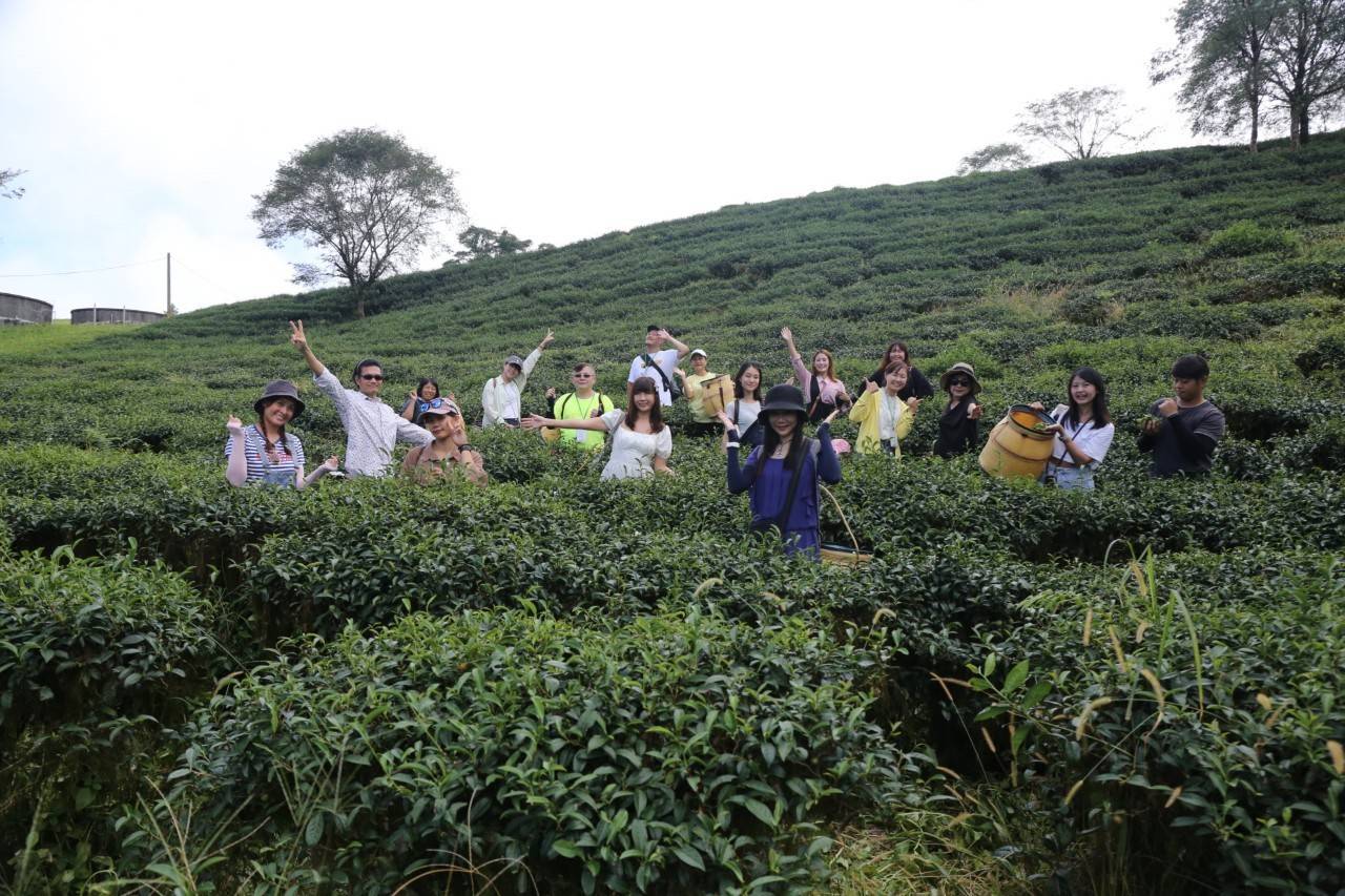 除了觀賞金針花，遊客到六十石山還可以體驗採茶、製茶、品茶。(圖/張欽攝)