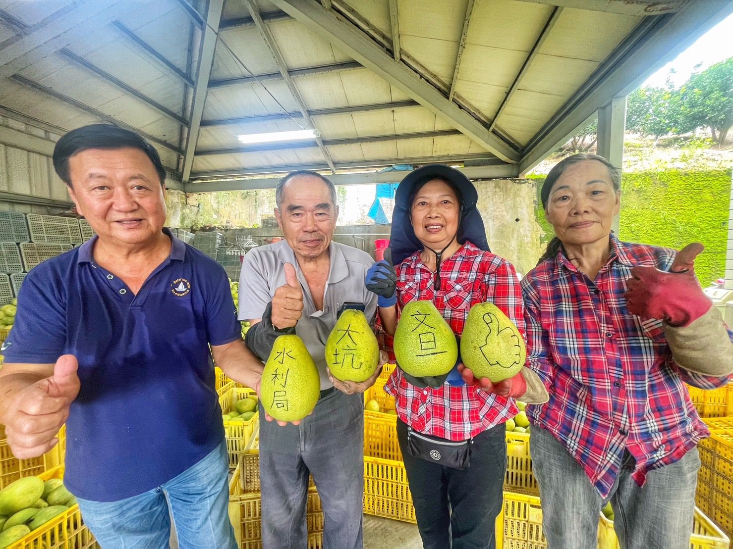 北屯大坑農路修繕助農民　中秋文旦收成大豐收