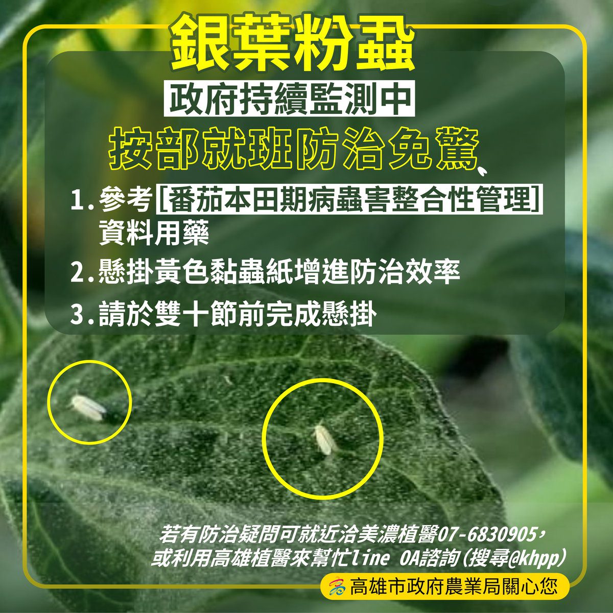 高雄番茄正值種植初期,高雄市農業局持續病蟲害監測,提醒農友注意銀葉粉蝨防治 高雄番茄正值種植初期,高雄市農業局持續病蟲害監測,提醒農友注意銀葉粉蝨防治