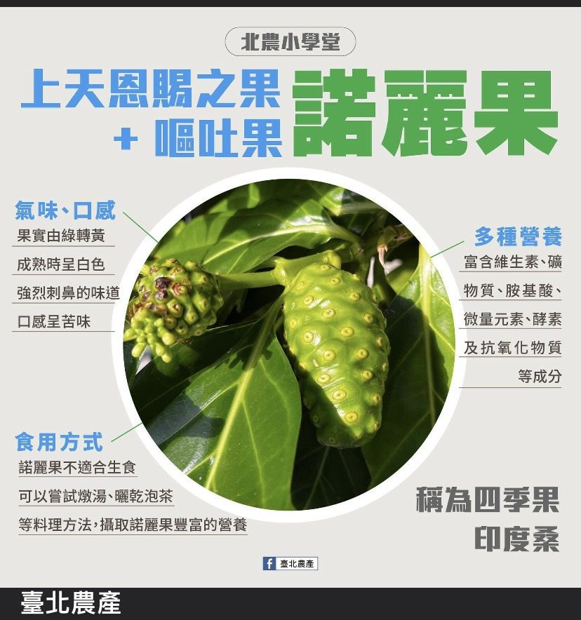 北農小學堂 上天恩賜之果+嘔吐果=諾麗果 北農小學堂 上天恩賜之果+嘔吐果=諾麗果