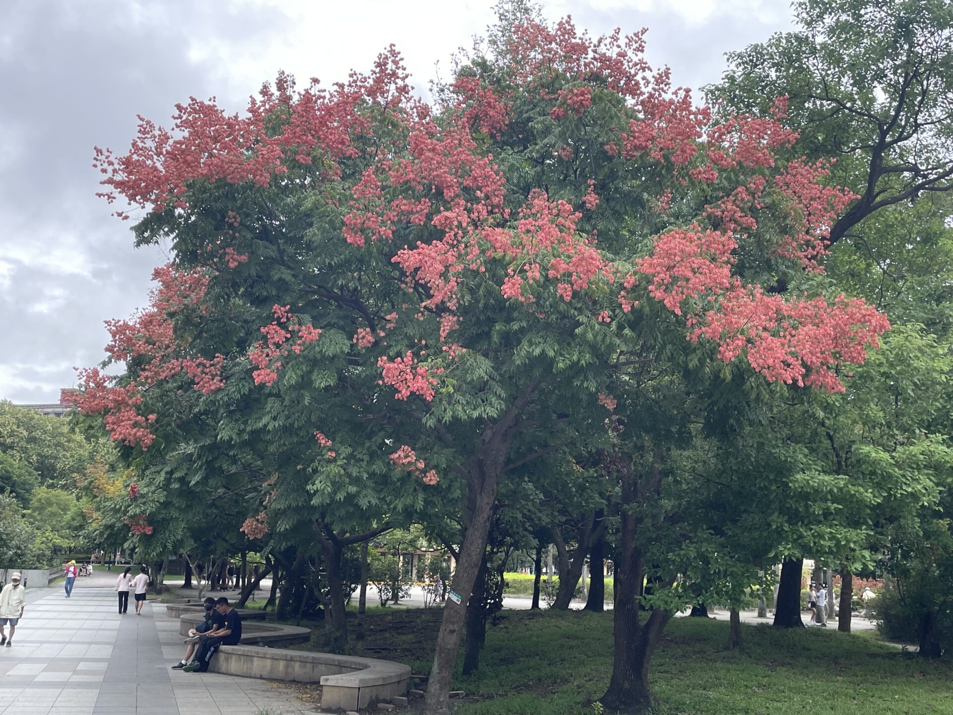 秋天來了 欒樹在四號公園如金雨灑落 秋天來了 欒樹在四號公園如金雨灑落
