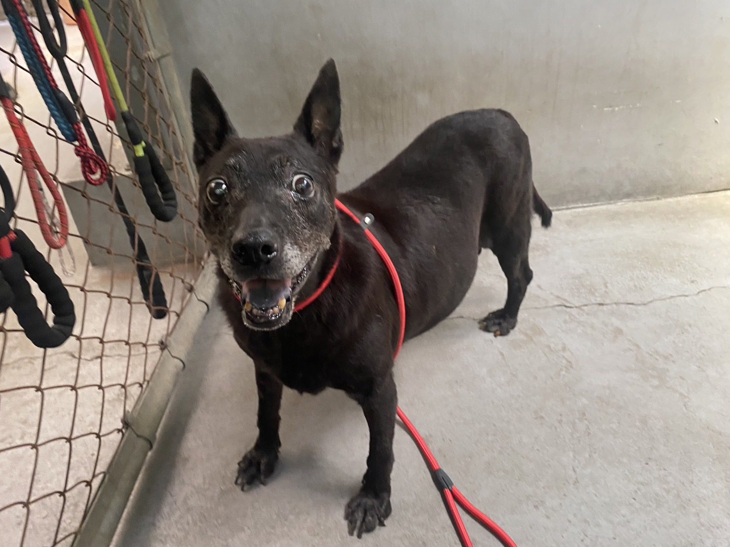 認養老犬  享有優惠還有溫暖的陪伴