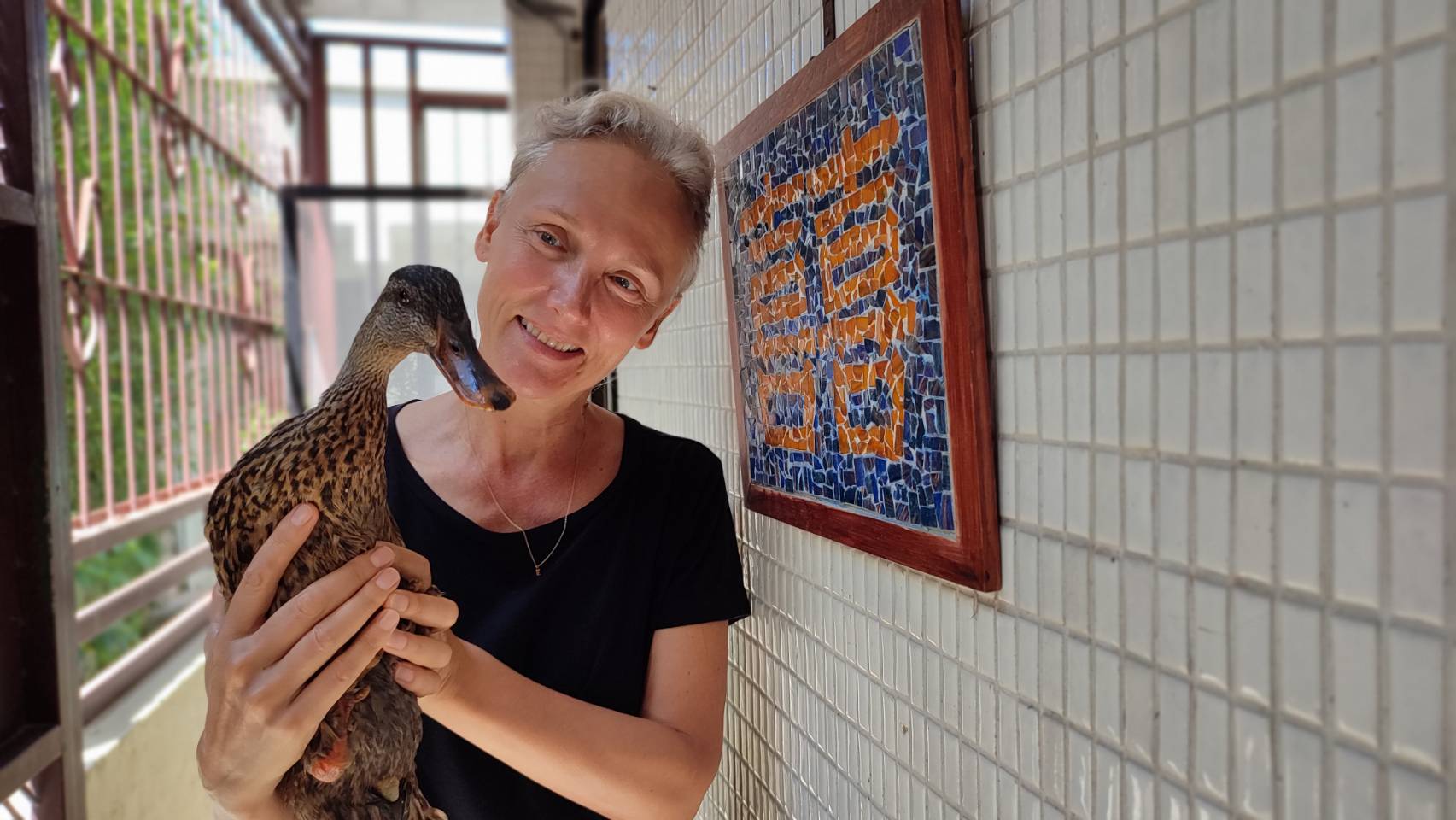 南非籍夫妻熱心救援　綠頭鴨逃過鷹爪