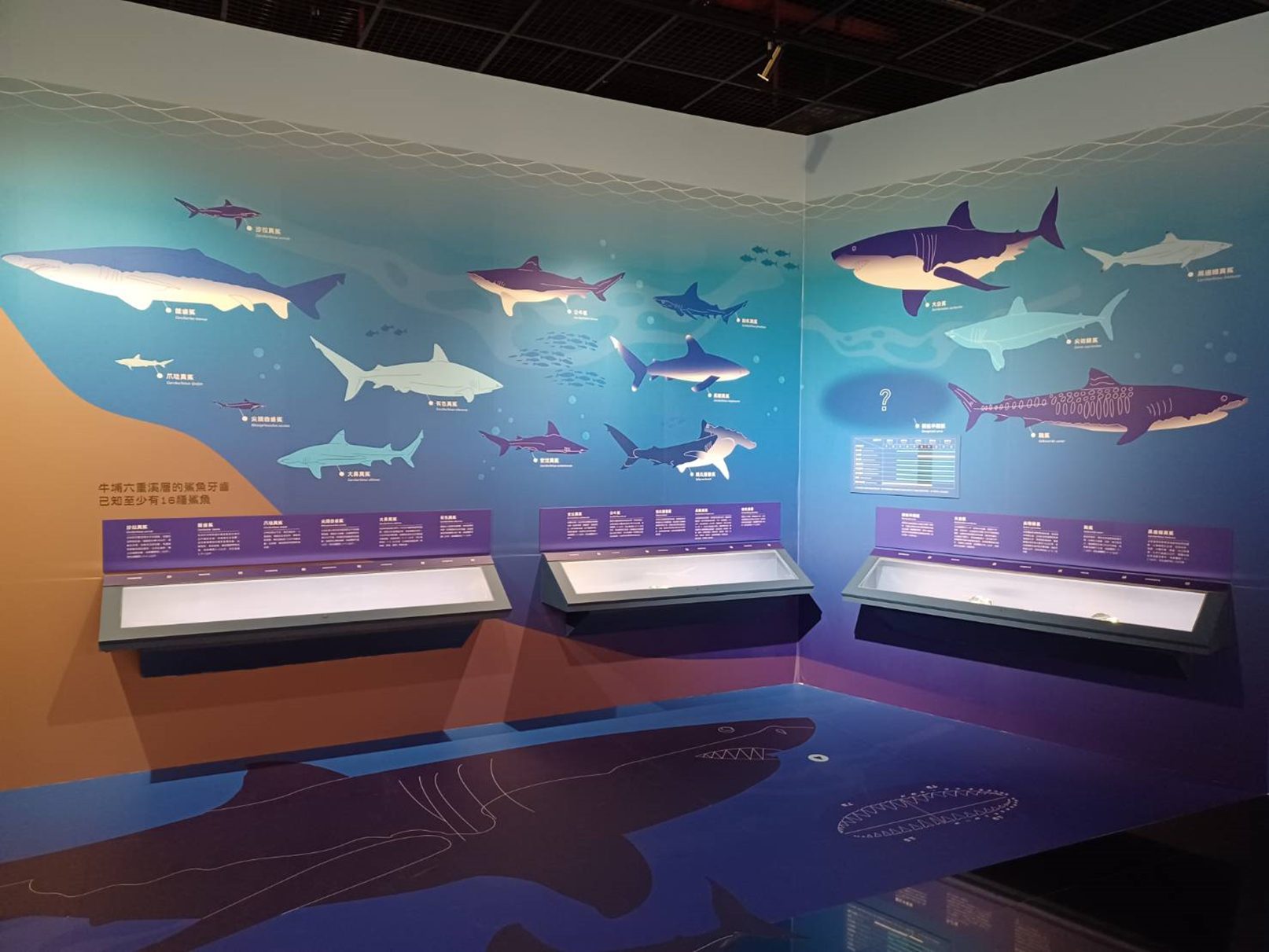 嘉義市博物館展現罕見鯊魚牙齒化石　近距離探索地質奧秘