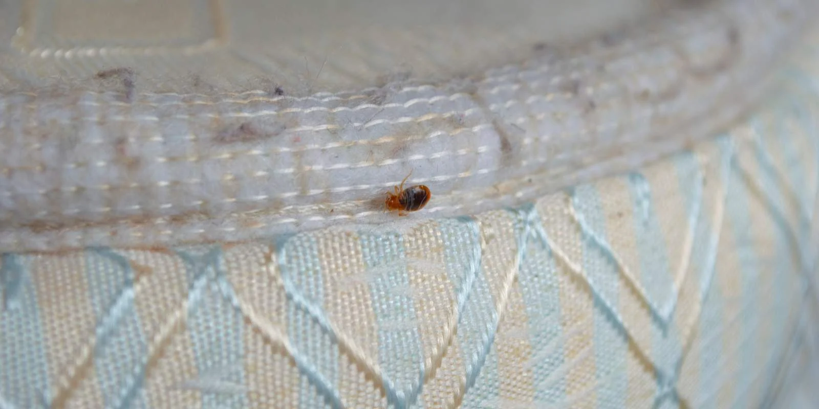 臭蟲、床蝨是什麼？咬傷症狀怎麼處理、預防方法大公開