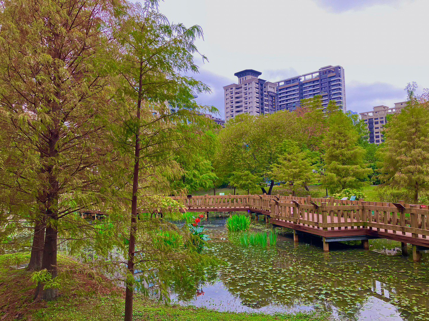 賞落羽松美景　新北景觀處力推新莊頭前公園、貢寮環保公園、坪林九芎根親水公園