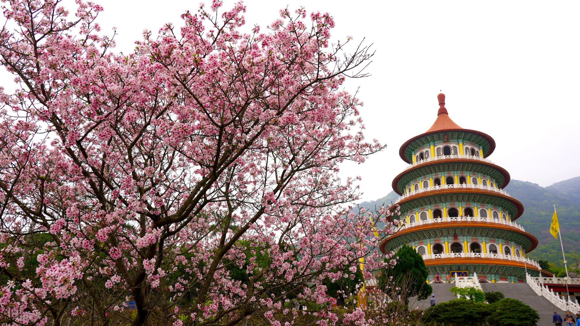 淡水天元宮三色櫻綻放　福容「櫻花假期」帶你尋覓全台最美寺廟櫻花