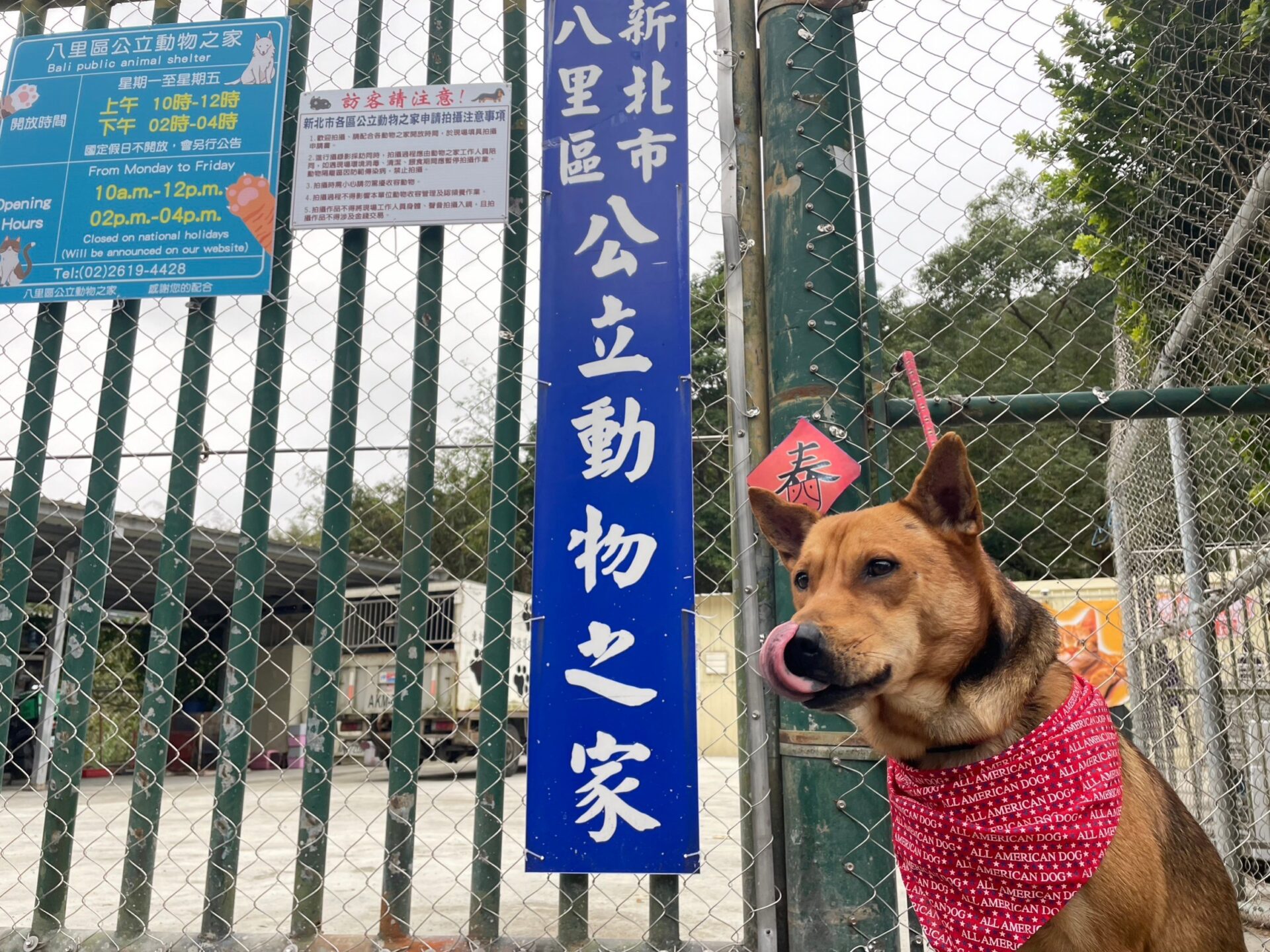 萌犬「元寶」給靈感　新北動保員畫製「米克斯」春聯賀新年