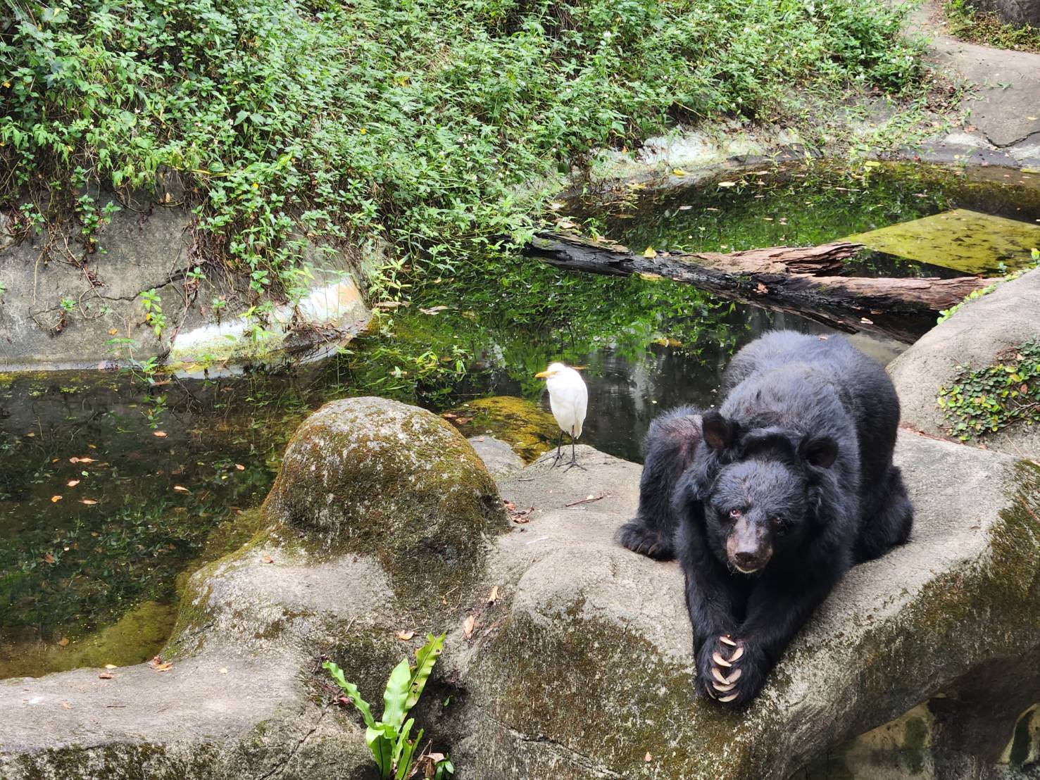 「小熊」永遠留心中　台北動物園最老亞洲黑熊35歲告別