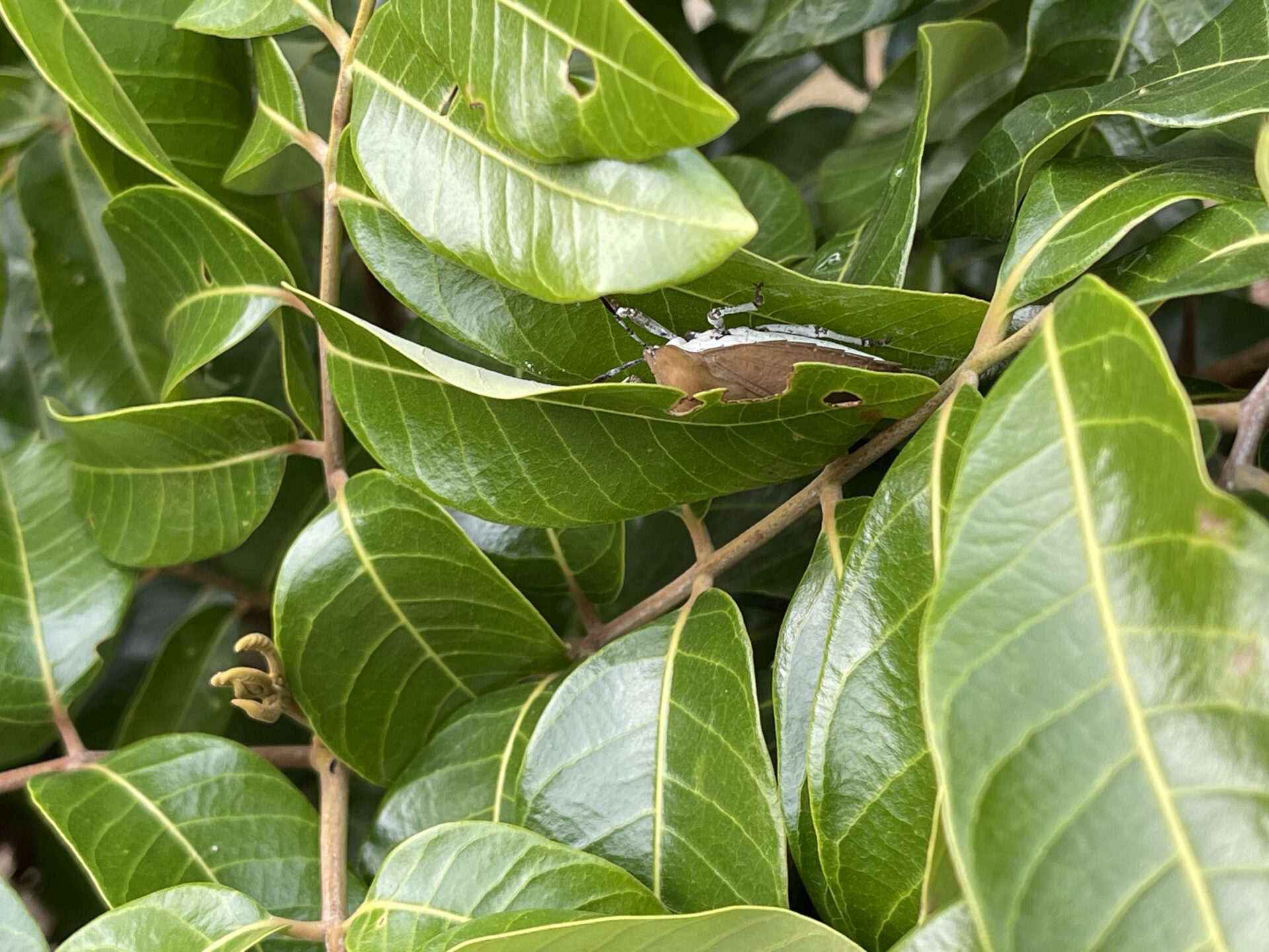 防範荔枝椿象 中市農業局2/5-3/8啟動區域整合防治