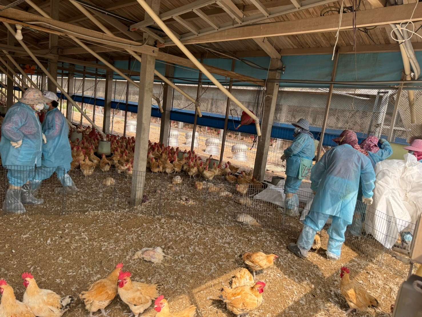 莿桐鄉土雞場爆H5N1禽流感　撲殺23,571隻紅羽土雞