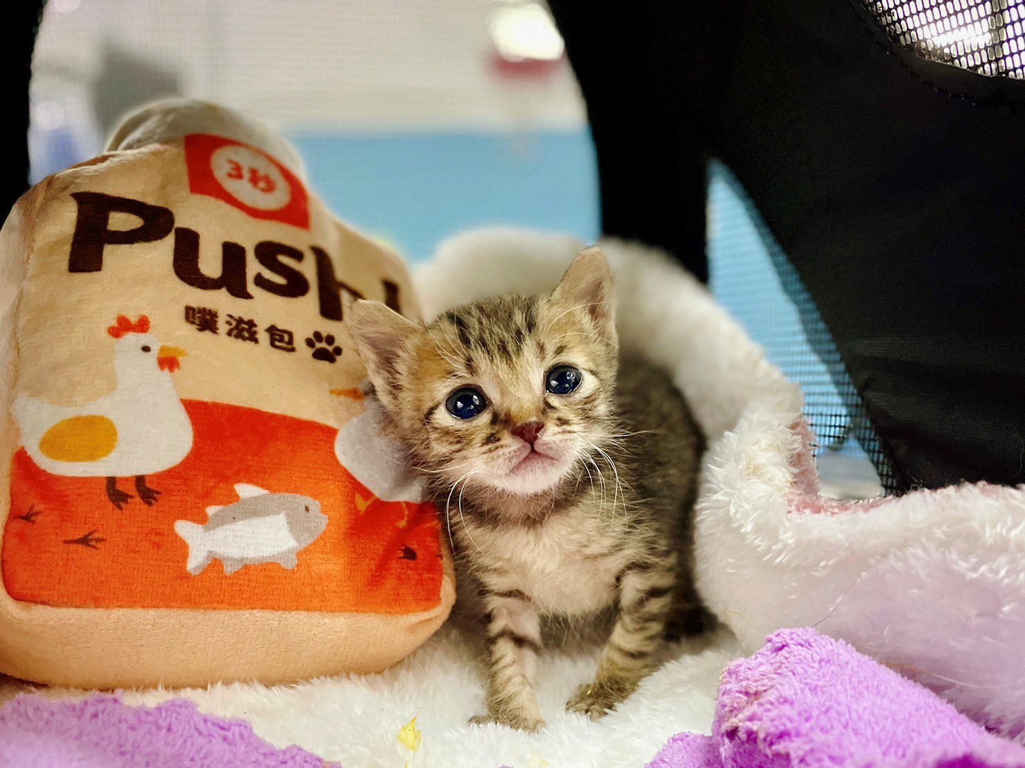 新北動保處救援虎斑小奶貓　悉心醫療照護　助萌貓找到幸福的家