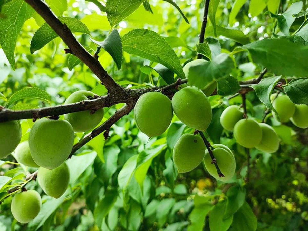 醞釀一瓶春天　燦爛梅好如仙　春之梅好三部曲　高雄青梅食農教育體驗