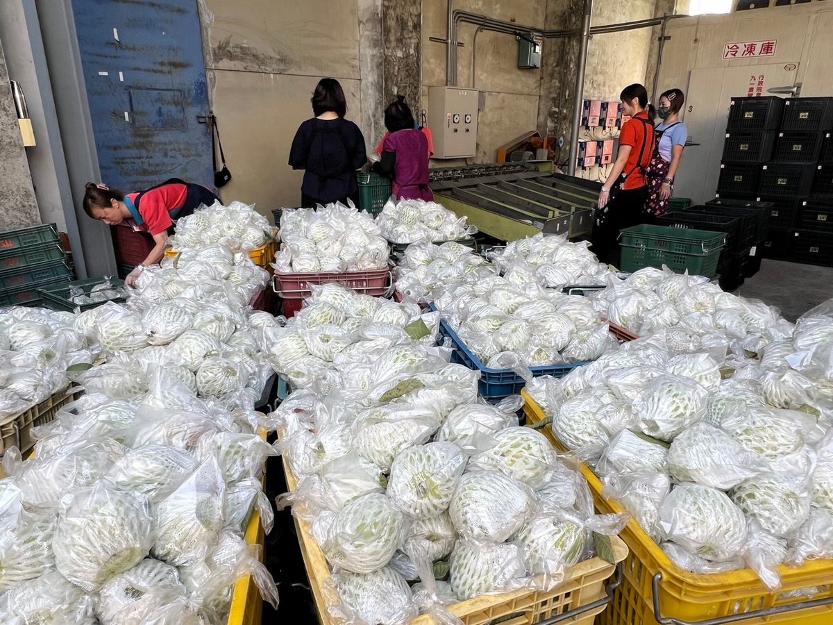 高雄內門果品外銷破百噸 惡地芭樂、鳳梨成功插旗海外市場 高雄內門果品外銷破百噸 惡地芭樂、鳳梨成功插旗海外市場