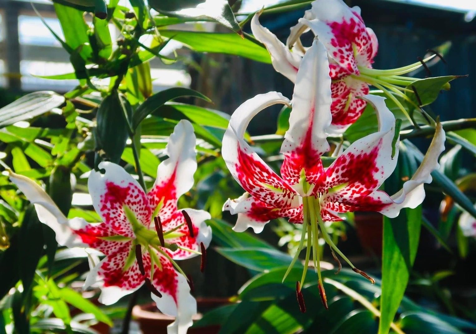 極危物種豔紅鹿子百合　 平溪紫東社區復育成功　在台北植物園種植　7、8月即可賞花