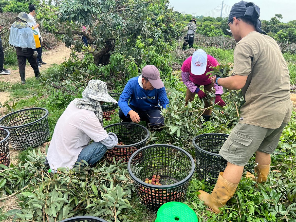 先訓練再調度 高雄市玉荷包產季輕鬆找好工