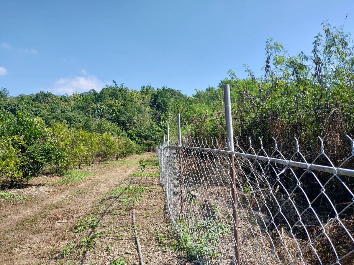 高雄農業局　農田防猴害  鼓勵農民申設「電圍網」