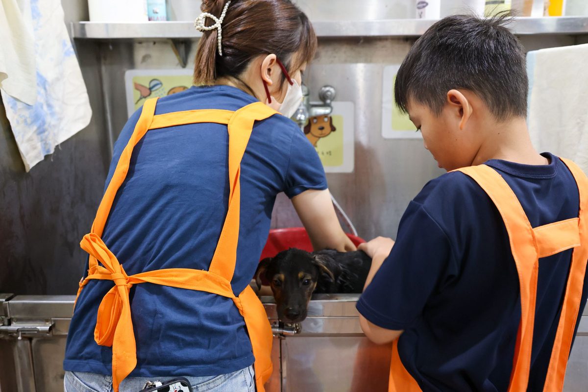 8/17國際流浪動物日　貓狗職人體驗  讓每個人都可以幫助浪浪