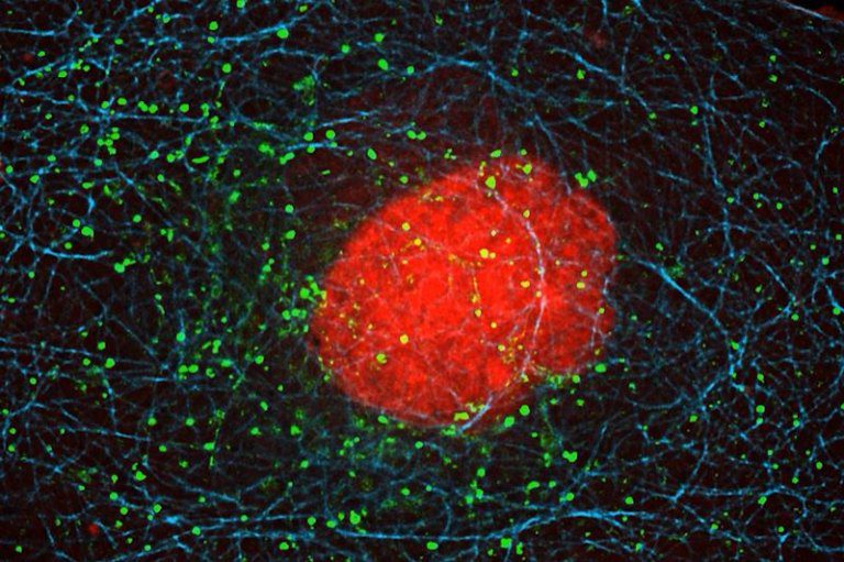 清華大學研發細胞運輸定身術　可阻病毒入侵