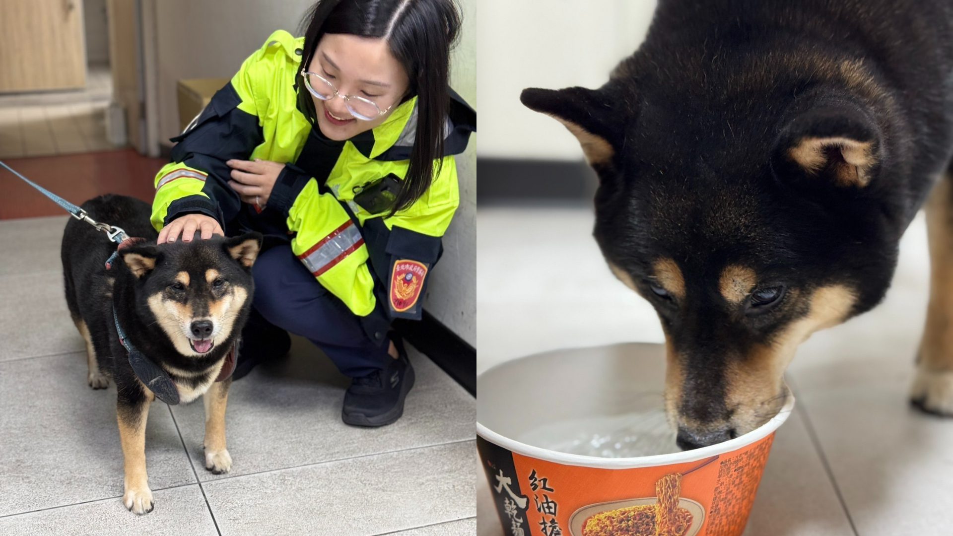 太可愛!黑柴「熊熊」走失 乖乖和警握手萌翻眾人 太可愛!黑柴「熊熊」走失 乖乖和警握手萌翻眾人