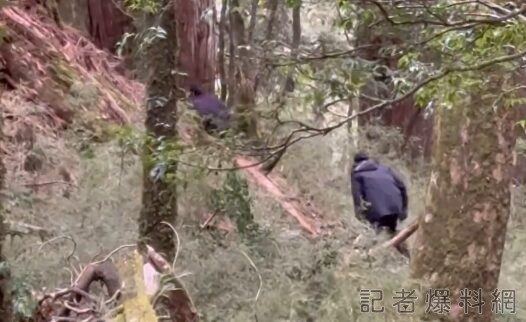 影／外籍山老鼠出沒南投馬海濮富士山　搭臨時工寮盜伐神木留滿地垃圾