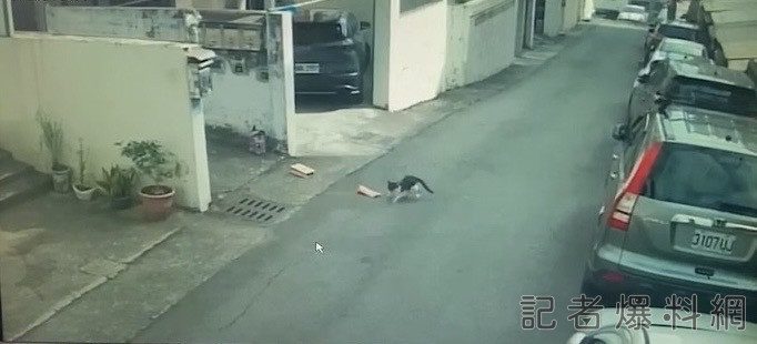 影/「神偷奶貓」現身彰化 花生米失竊真相逗樂警民