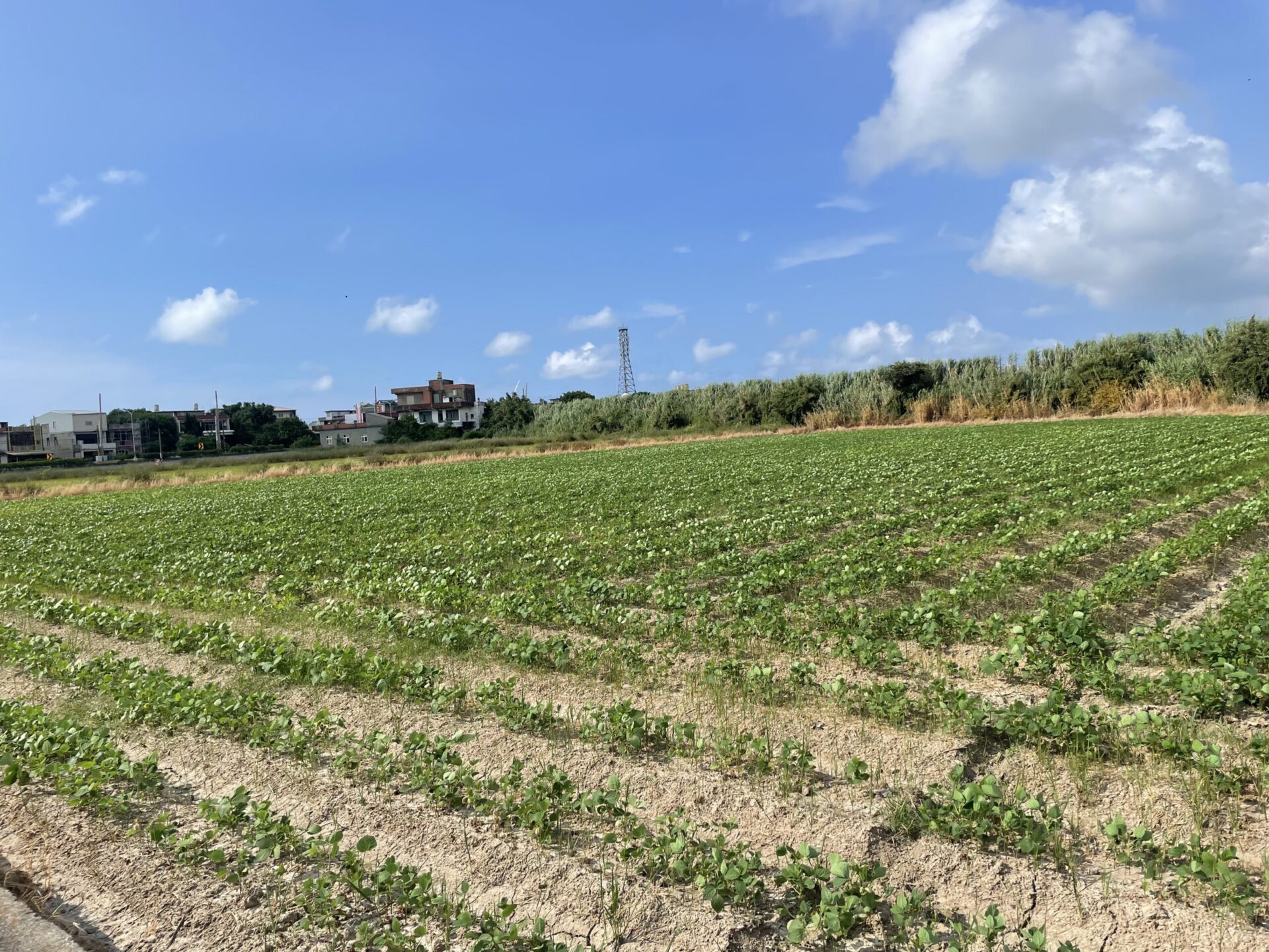 桃園農業局鼓勵發展低耗水作物 期限內完成申報拿獎勵金 桃園農業局鼓勵發展低耗水作物 期限內完成申報拿獎勵金