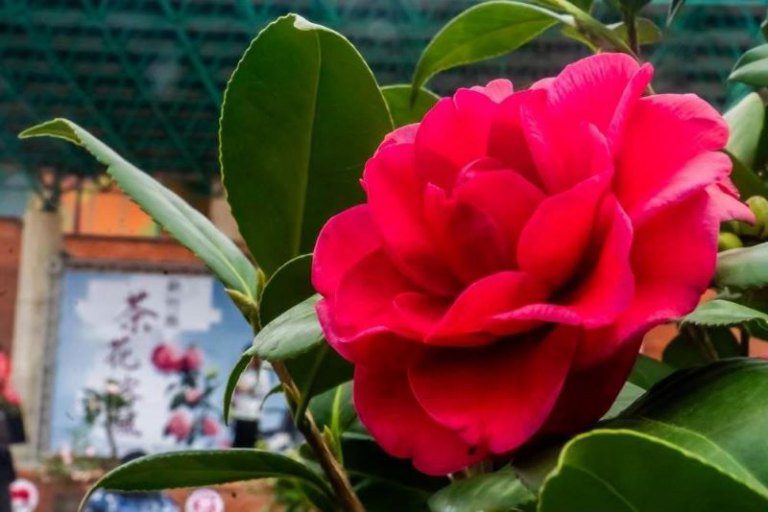 竹縣茶花節結合西洋婚紗走秀 本周末文化局創意開幕 竹縣茶花節結合西洋婚紗走秀 本周末文化局創意開幕