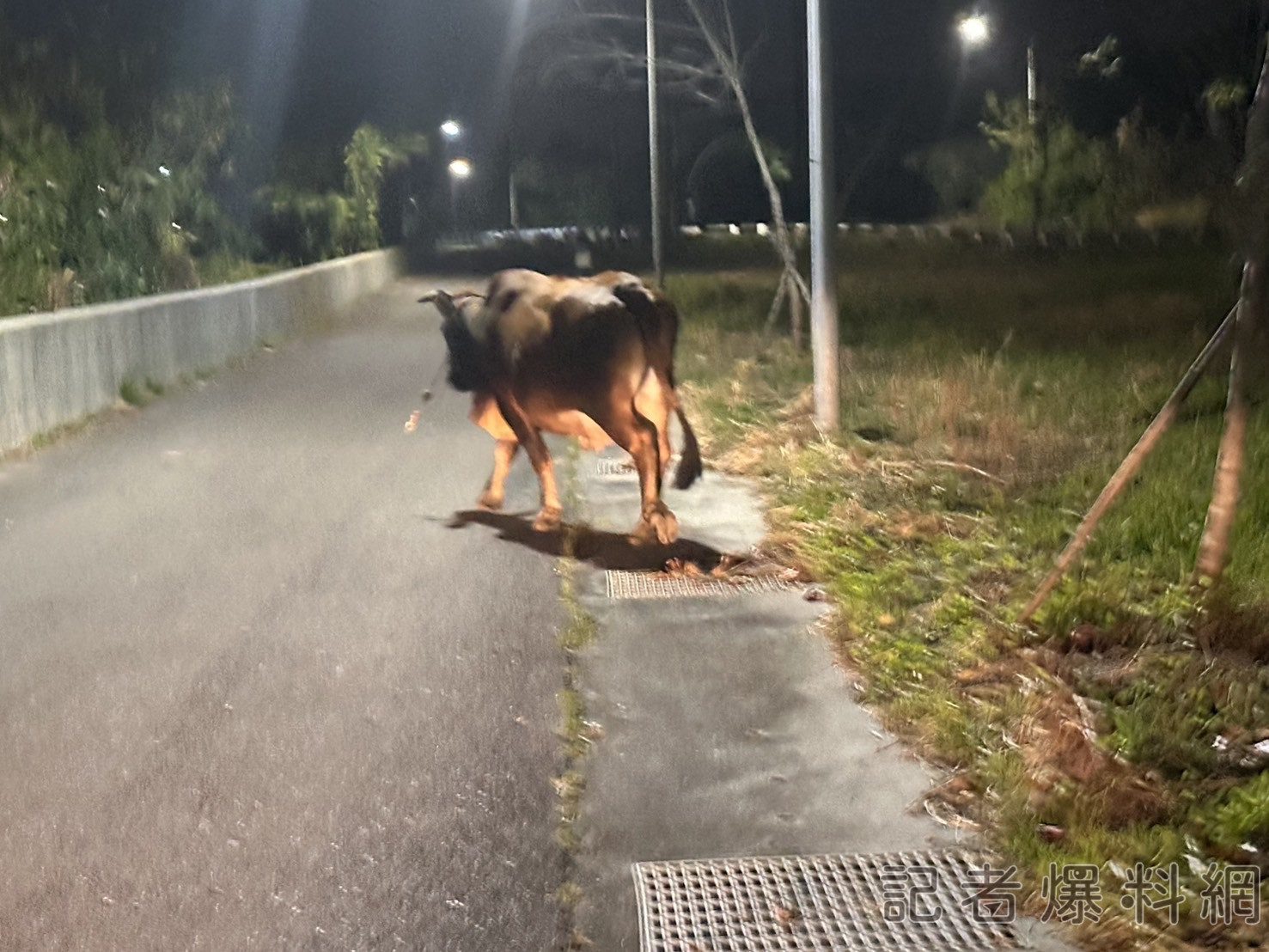 影/牛來了!台南路上驚見牛隻逛大街 警方急牽「找主人」回家 影/牛來了!台南路上驚見牛隻逛大街 警方急牽「找主人」回家