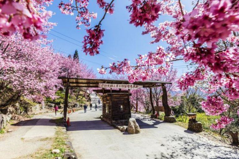 司馬庫斯櫻花季遊客總量管制 1月16日開放申請通行證 司馬庫斯櫻花季遊客總量管制 1月16日開放申請通行證