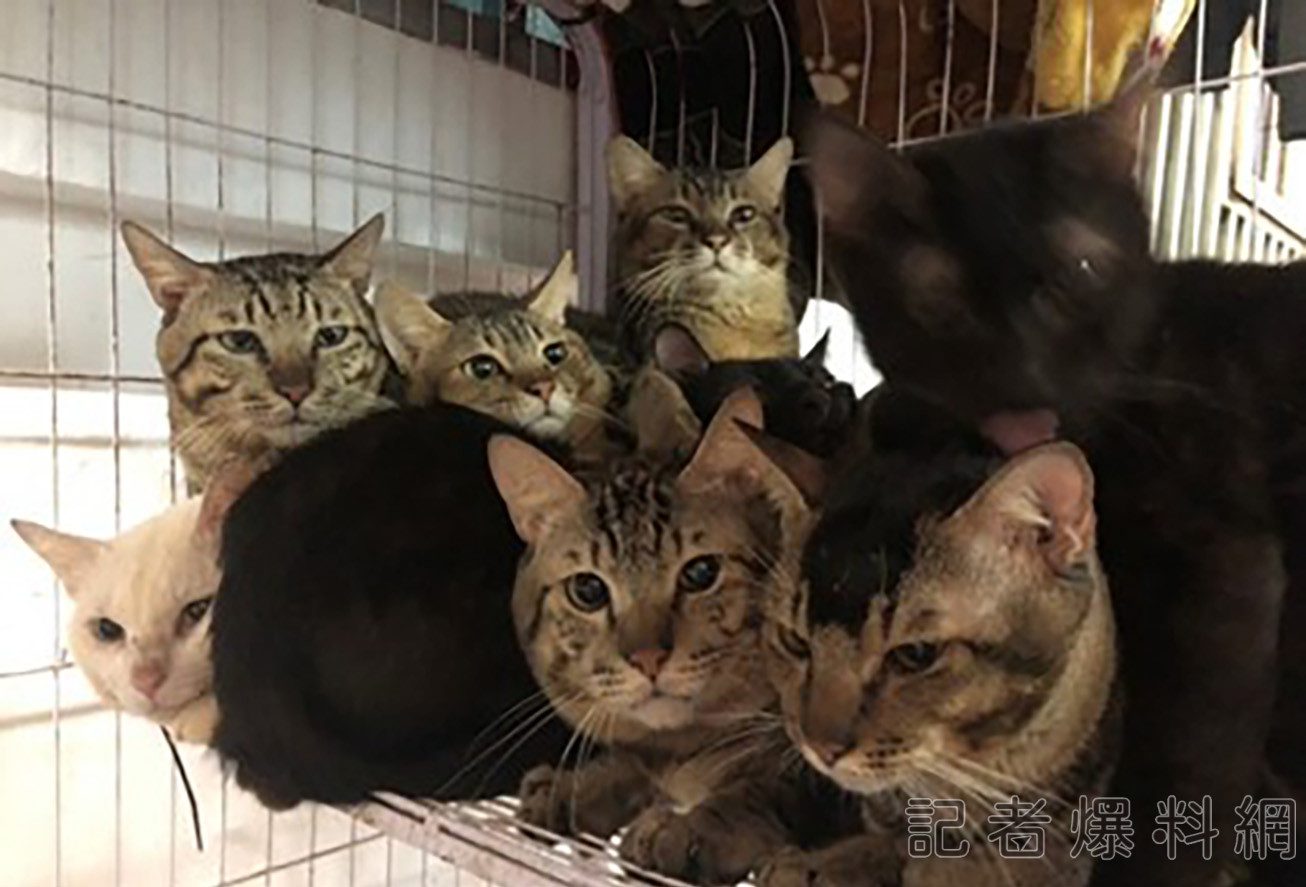汐止民宅屋內竟養84隻貓狗  動保處開罰40萬3000元