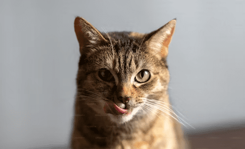 貓咪的食物過敏大解析 飼主需注意的「五種」常見致敏源 貓咪的食物過敏大解析 飼主需注意的「五種」常見致敏源