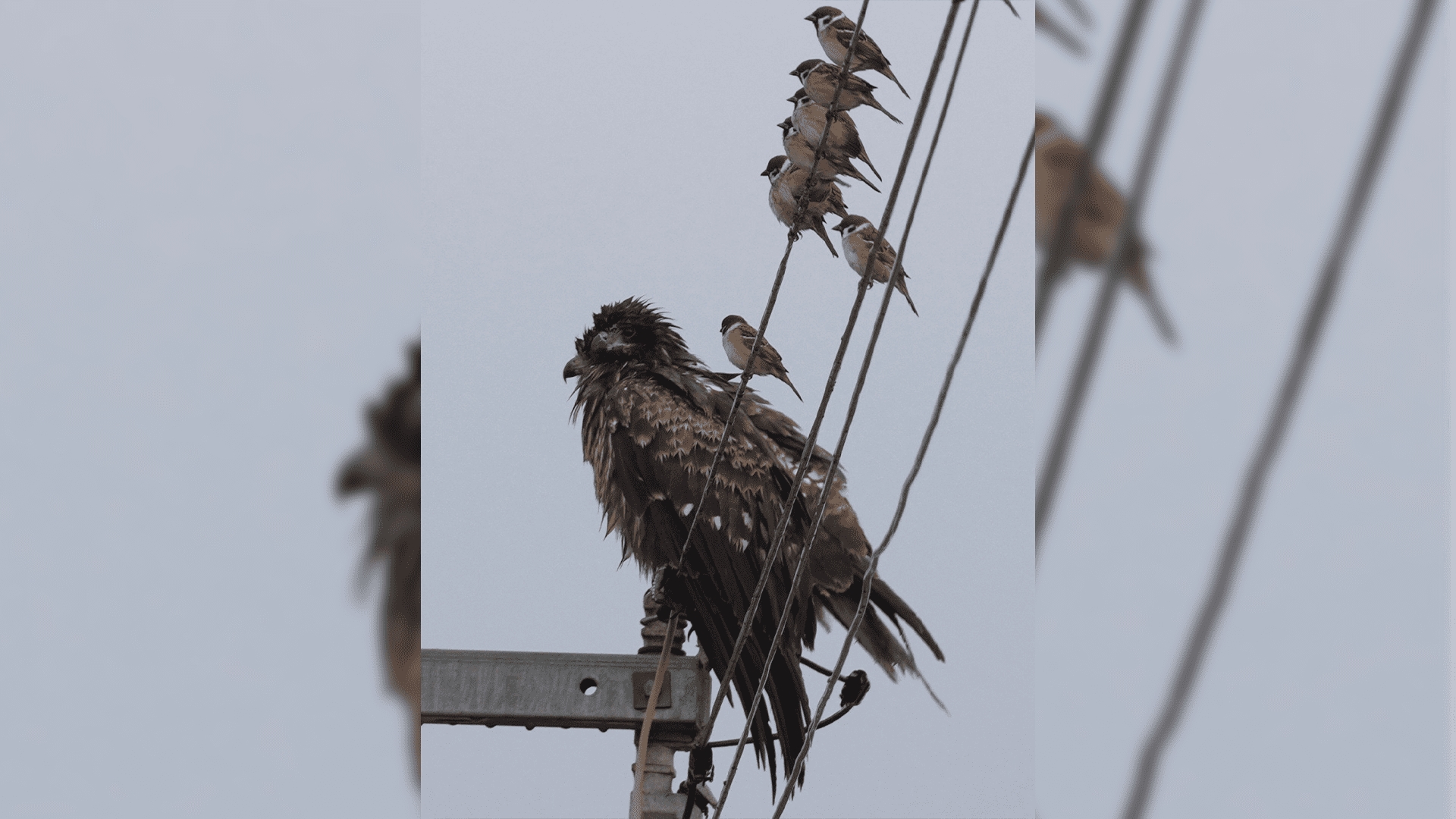 卡通上的奇景！麻雀與「超巨猛禽」同框反差萌　趣味畫面掀網友熱議