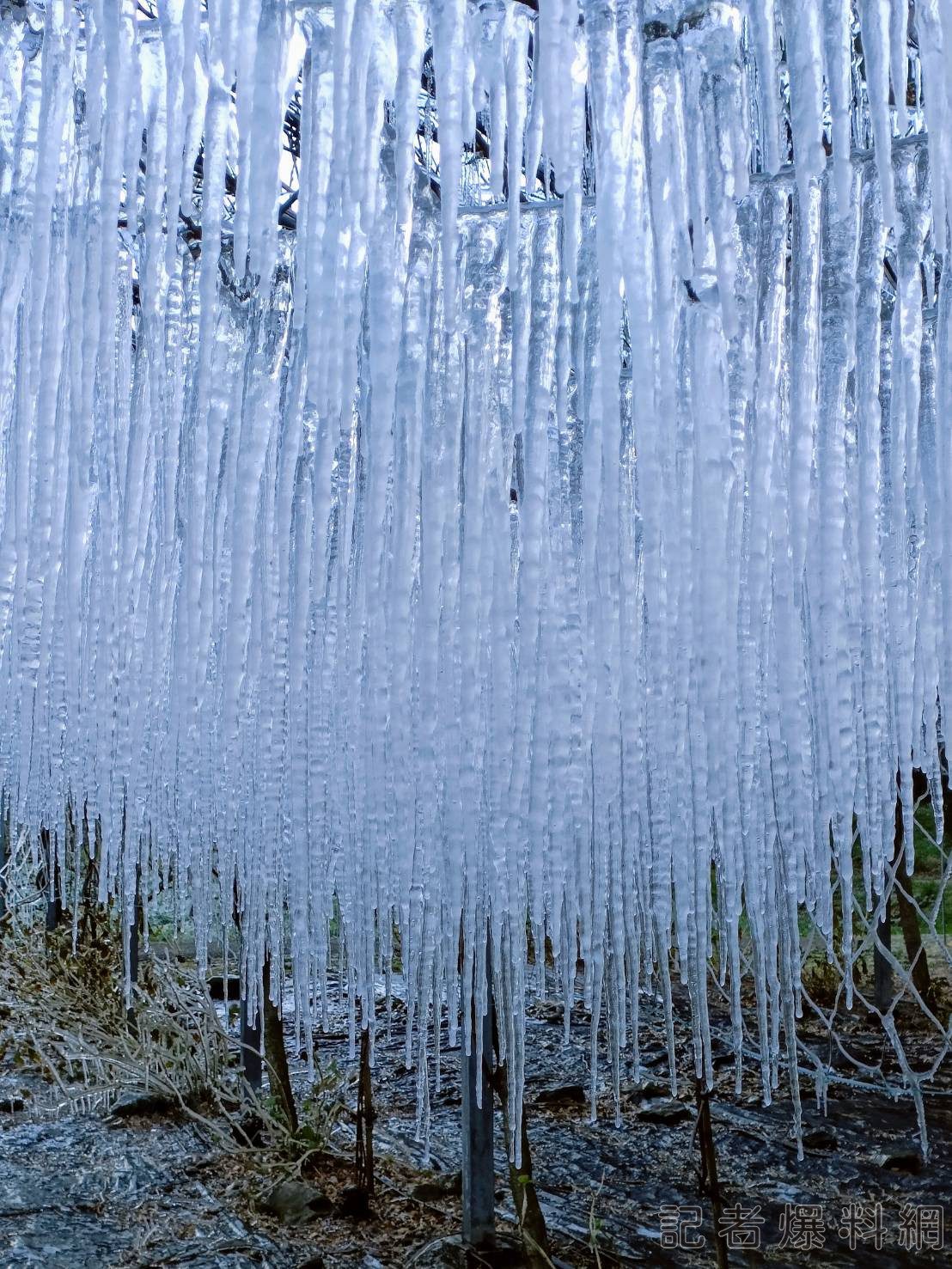 影/輻射冷卻效應發威！武陵農場化身冰晶世界 藤花園結霜美景吸睛
