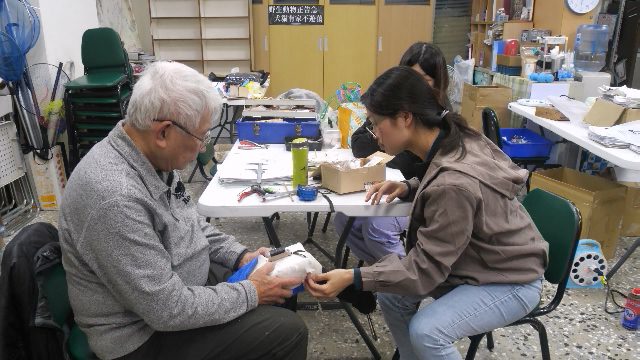 台灣電力公司 永安濕地救援小黑面琵鷺 並衛星繫放