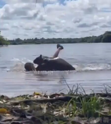 人畜無害「水豚君」也發狂？哥倫比亞女子湖中遭水豚猛烈攻擊　