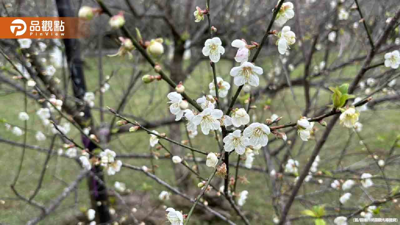 角板山百年行館梅花盛開!把握最佳觀賞期 角板山百年行館梅花盛開!把握最佳觀賞期