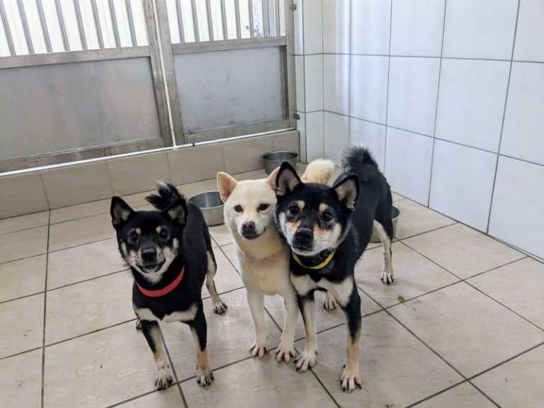 動保所助非法繁殖場毛孩重生　頭好壯壯超口愛開放認養囉！