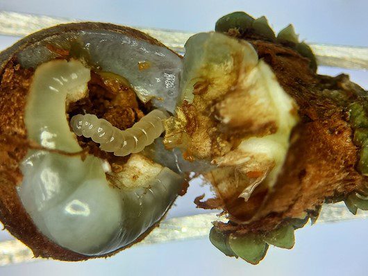 高雄農友要注意 荔枝「蒂頭蟲」變多了 請注意用藥!! 高雄農友要注意 荔枝「蒂頭蟲」變多了 請注意用藥!!