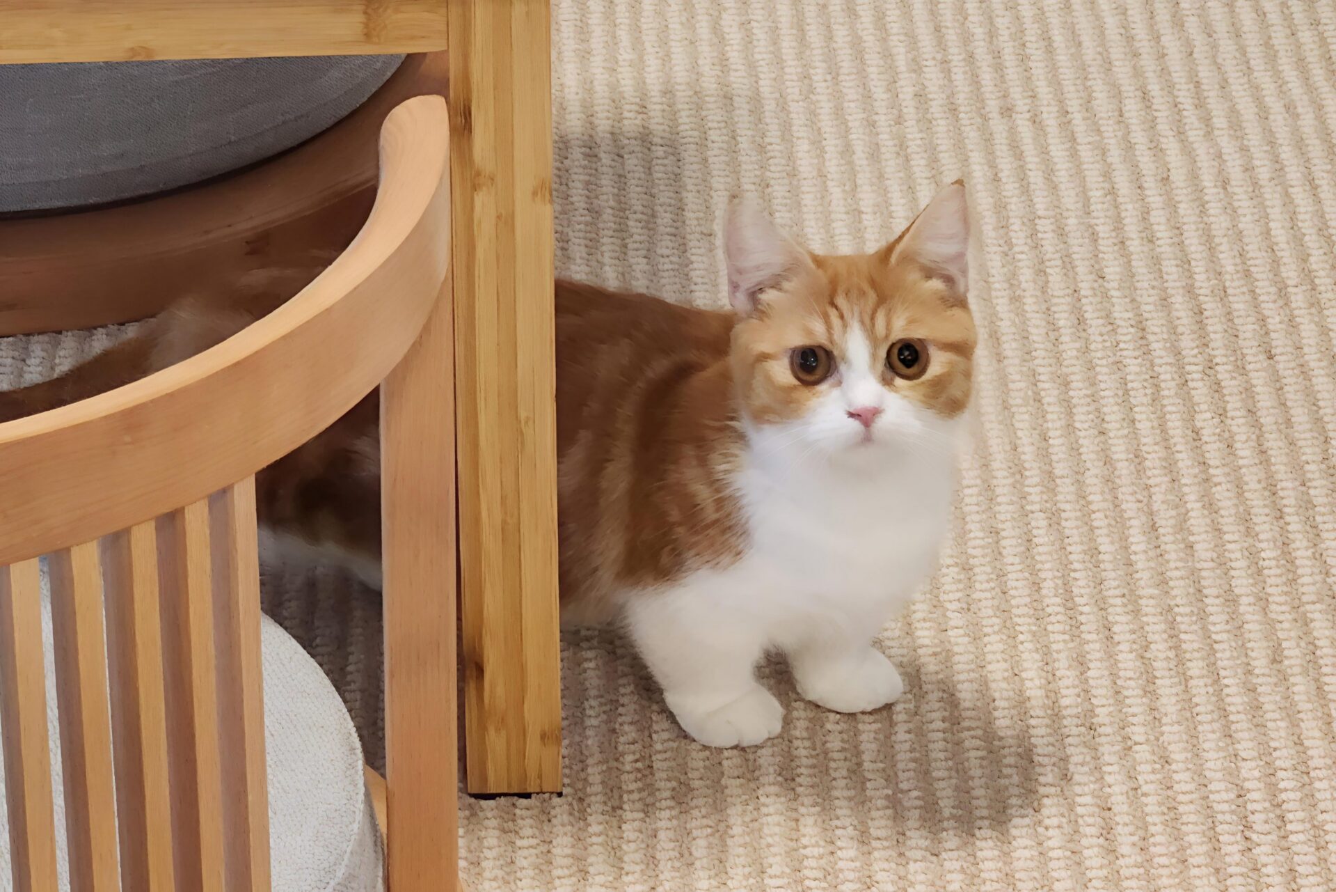 貓咪與歷史融合 台南首座日式貓主題餐廳「角落有貓」1/18開幕