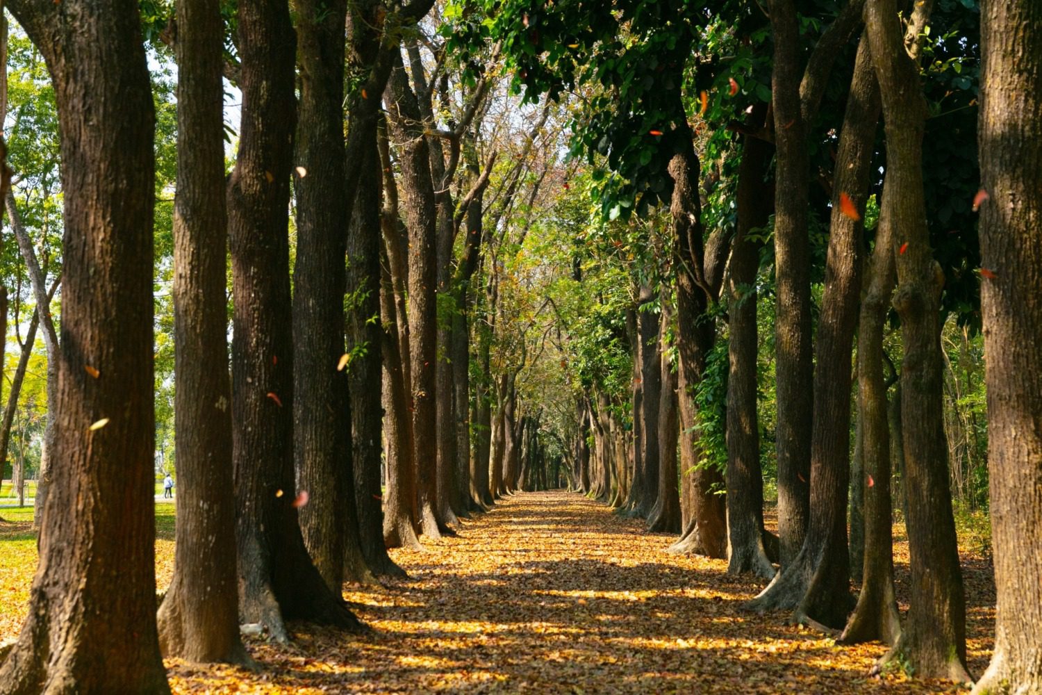 茂管處推春節出遊好去處  蛇頭山祈福賞景 高屏山林迎新春⁠