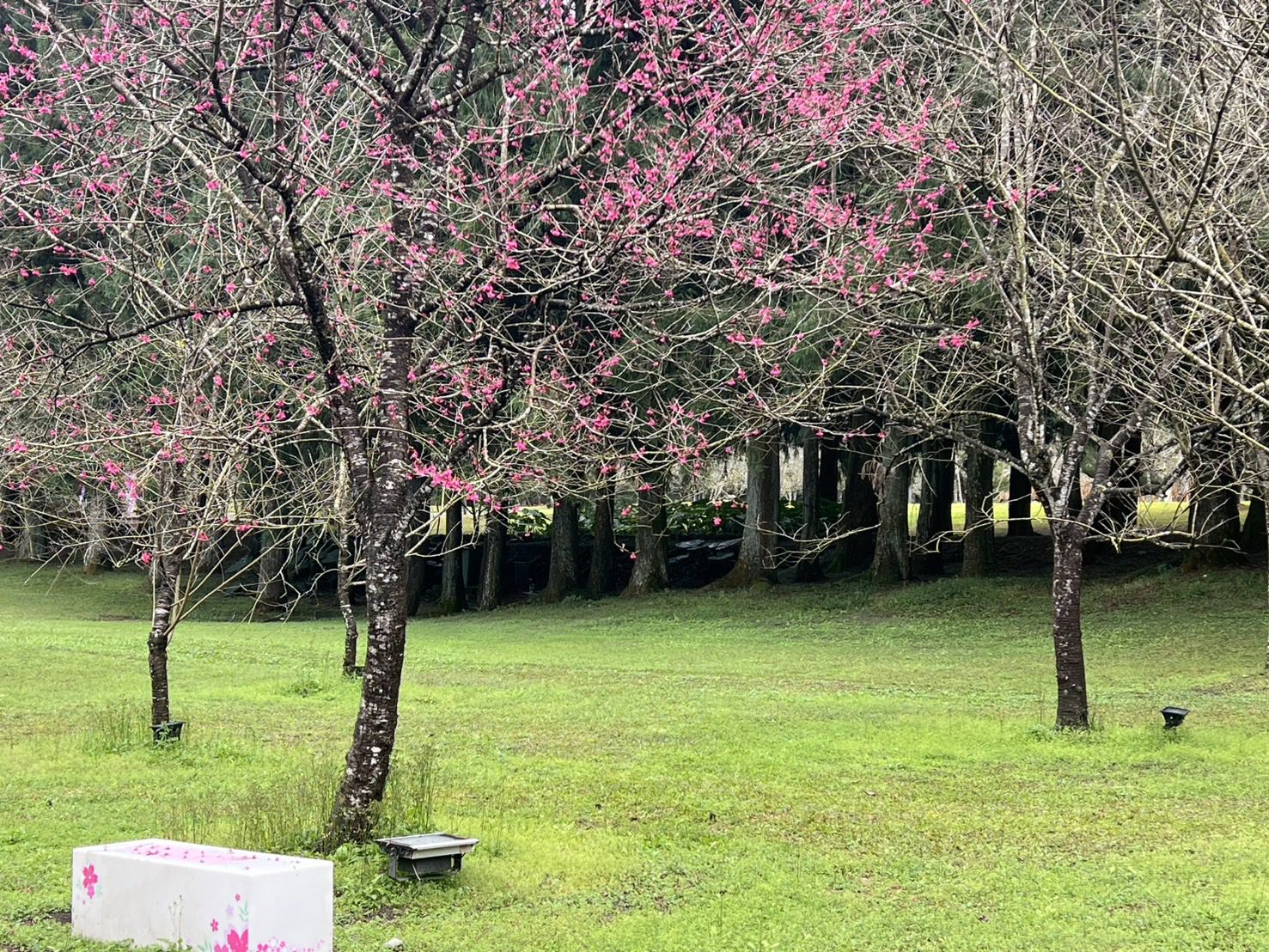 九族文化村八重櫻最佳賞花期曝光 感受春天浪漫氛圍 九族文化村八重櫻最佳賞花期曝光 感受春天浪漫氛圍