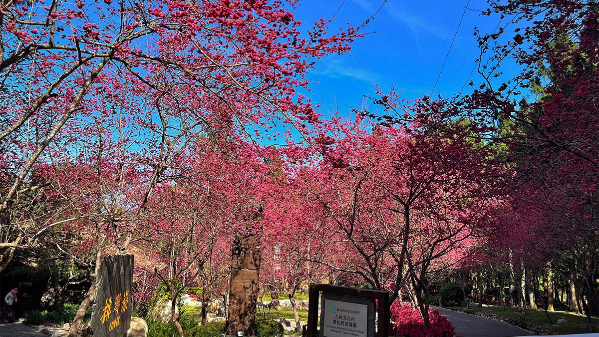 九族文化村八重櫻盛開倒數 春節櫻花季引領浪漫春日