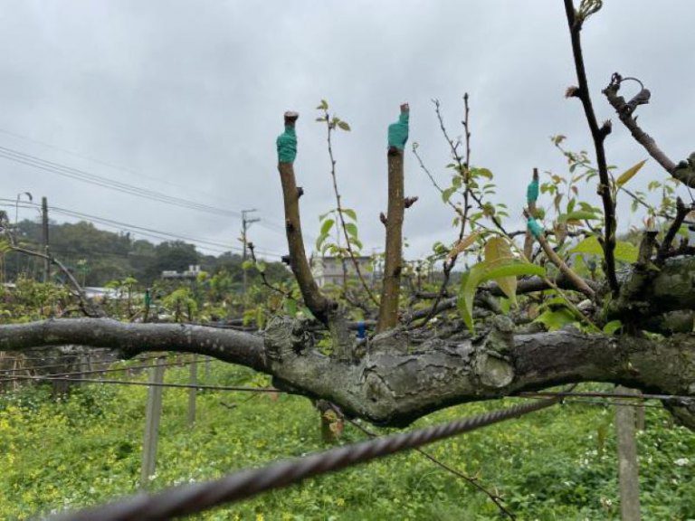 大寒報到!竹縣府5大防寒措施 提醒農友及早因應 大寒報到!竹縣府5大防寒措施 提醒農友及早因應