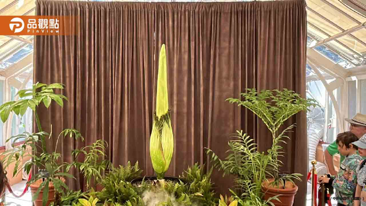 雪梨「屍花」將盛開!24小時直播上千人守候 雪梨「屍花」將盛開!24小時直播上千人守候