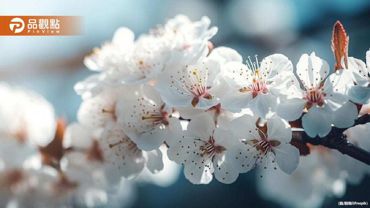 冬季賞梅！把握這2週　超美雪白花海在這